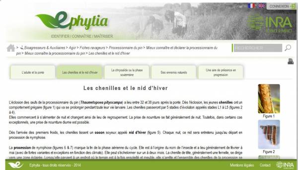 ephytia